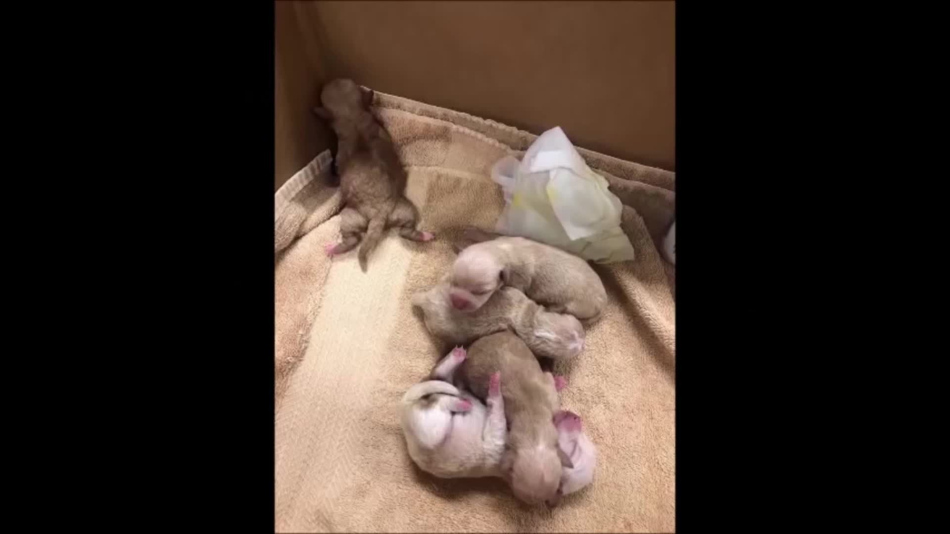 Puppies